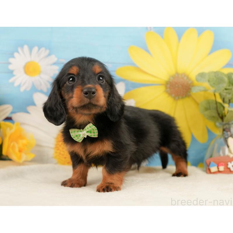 販売中の静岡県のミニチュアダックスフンド(ロングヘアード)-444663の7枚目