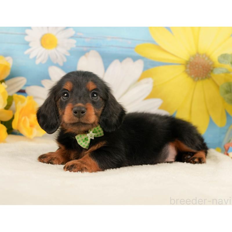 販売中の静岡県のミニチュアダックスフンド(ロングヘアード)-444663の6枚目