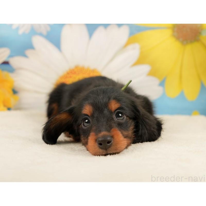 販売中の静岡県のミニチュアダックスフンド(ロングヘアード)-444663の5枚目