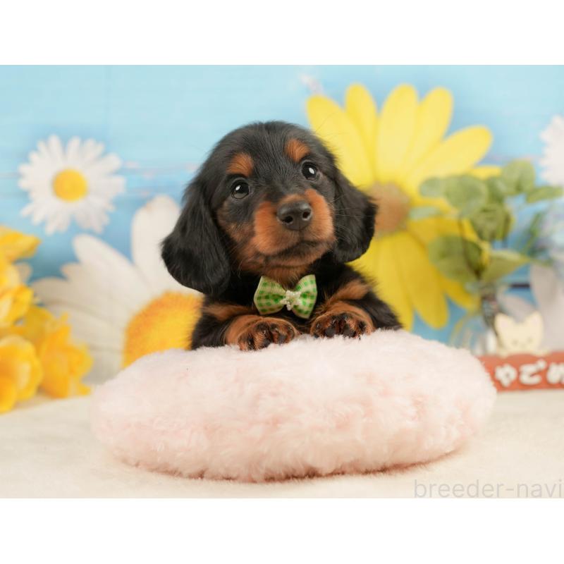 販売中の静岡県のミニチュアダックスフンド(ロングヘアード)-444663の4枚目