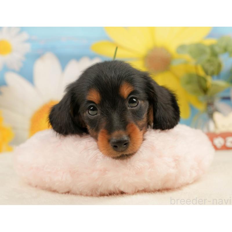 販売中の静岡県のミニチュアダックスフンド(ロングヘアード)-444663の3枚目