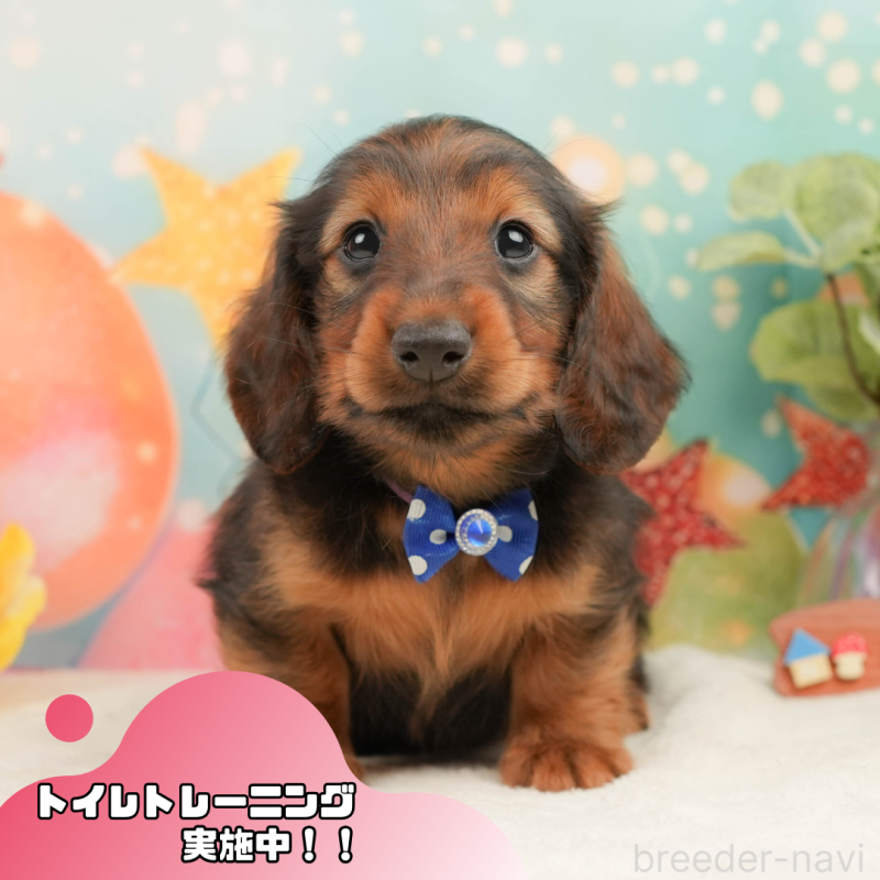 販売中の静岡県のミニチュアダックスフンド(ロングヘアード)-444664の1枚目