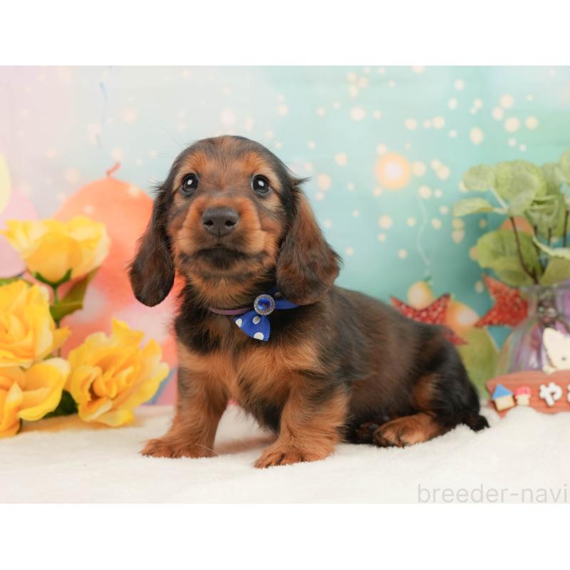 販売中の静岡県のミニチュアダックスフンド(ロングヘアード)-444664の10枚目