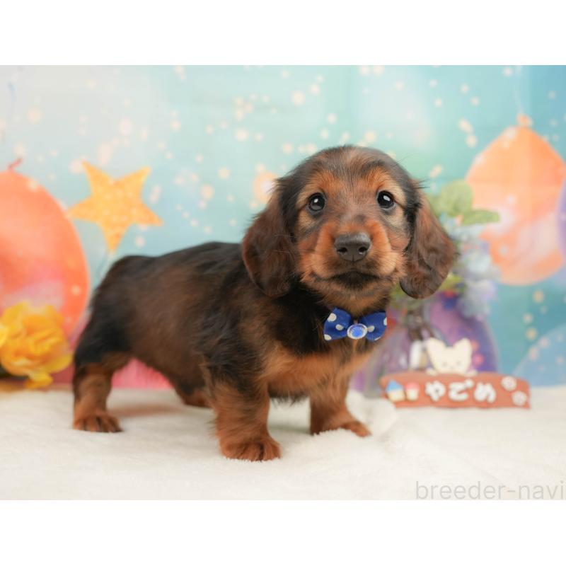 販売中の静岡県のミニチュアダックスフンド(ロングヘアード)-444664の9枚目