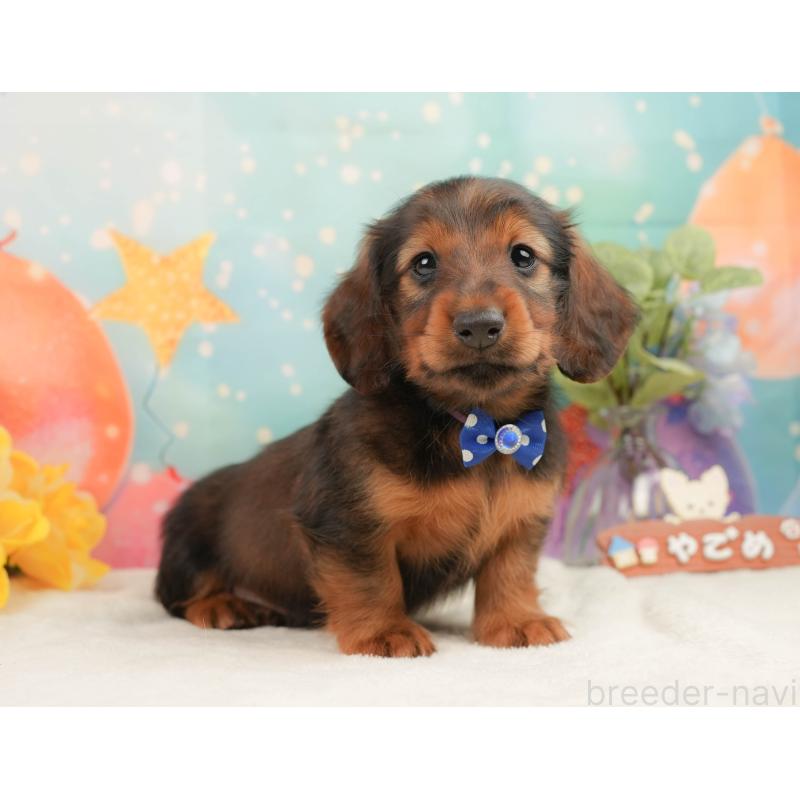 販売中の静岡県のミニチュアダックスフンド(ロングヘアード)-444664の8枚目