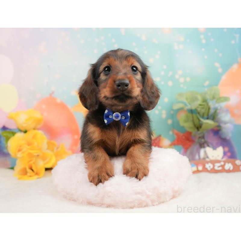 販売中の静岡県のミニチュアダックスフンド(ロングヘアード)-444664の6枚目