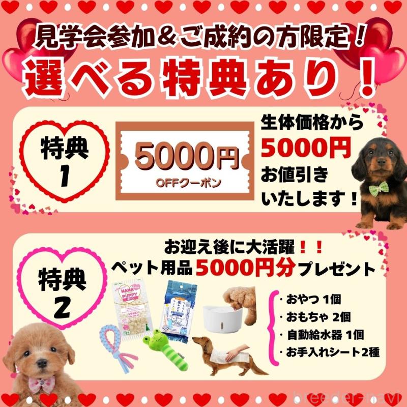 販売中の静岡県のミニチュアダックスフンド(ロングヘアード)-444664の3枚目