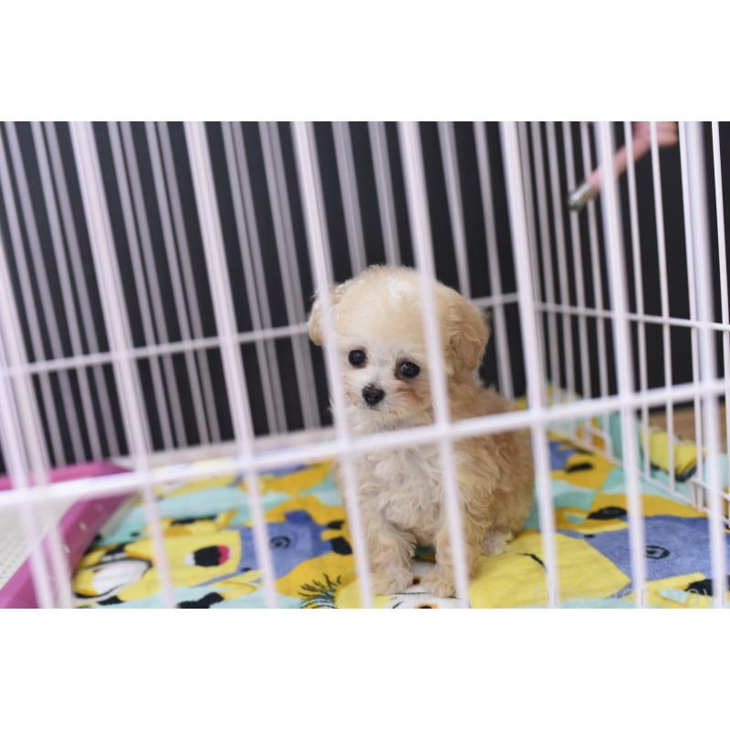 販売中の茨城県のティーカッププードル-444667の5枚目