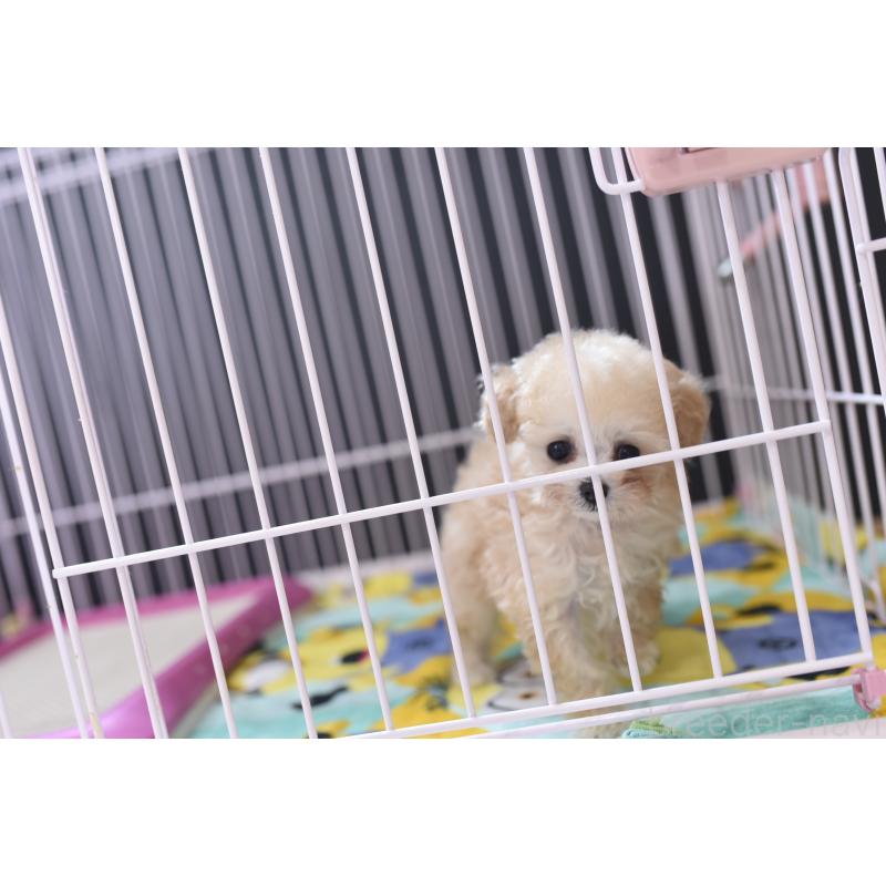 販売中の茨城県のティーカッププードル-444667の4枚目