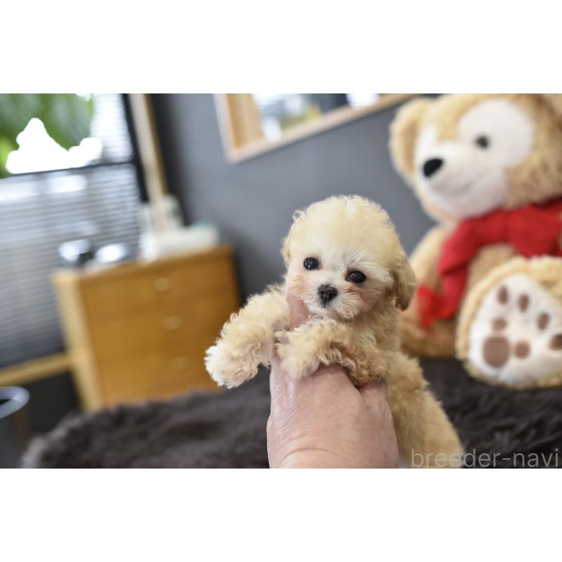 販売中の茨城県のティーカッププードル-444667の3枚目