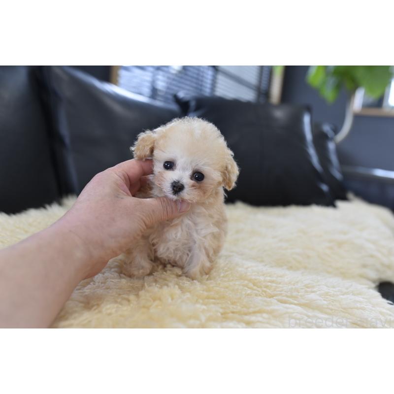 販売中の茨城県のティーカッププードル-444667の2枚目