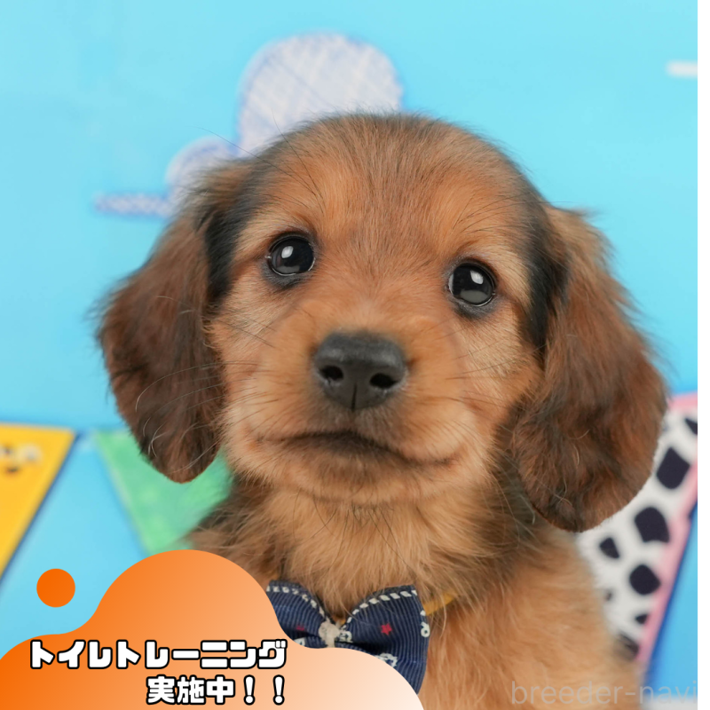 販売中の静岡県のミニチュアダックスフンド(ロングヘアード)-444669