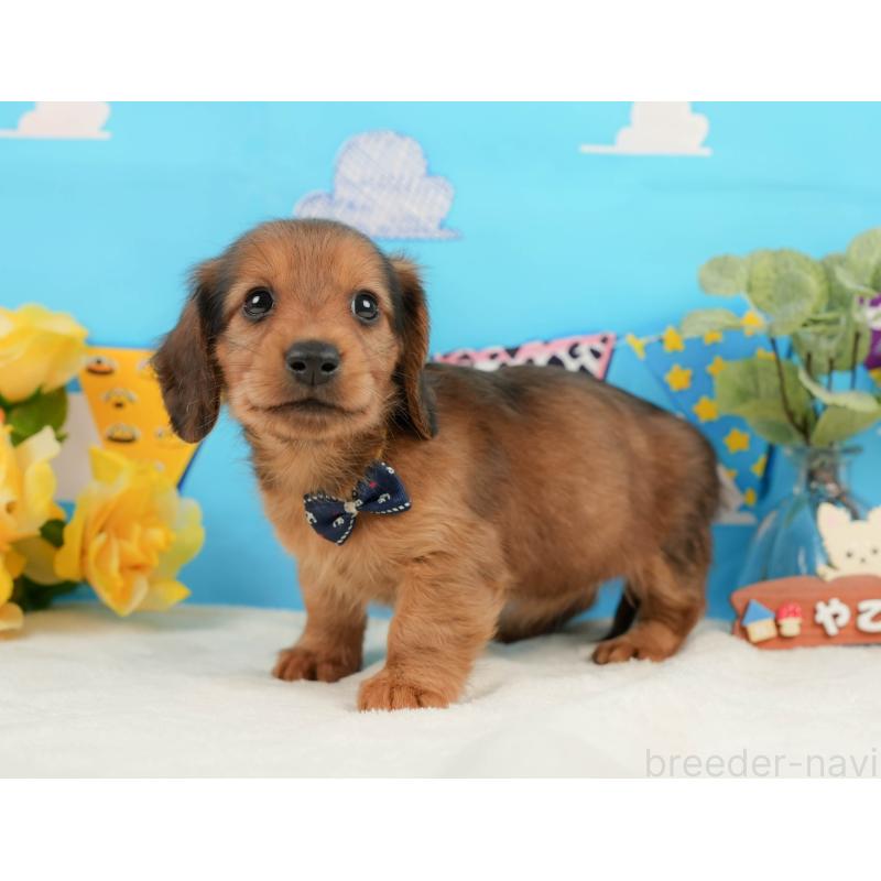 販売中の静岡県のミニチュアダックスフンド(ロングヘアード)-444669の9枚目