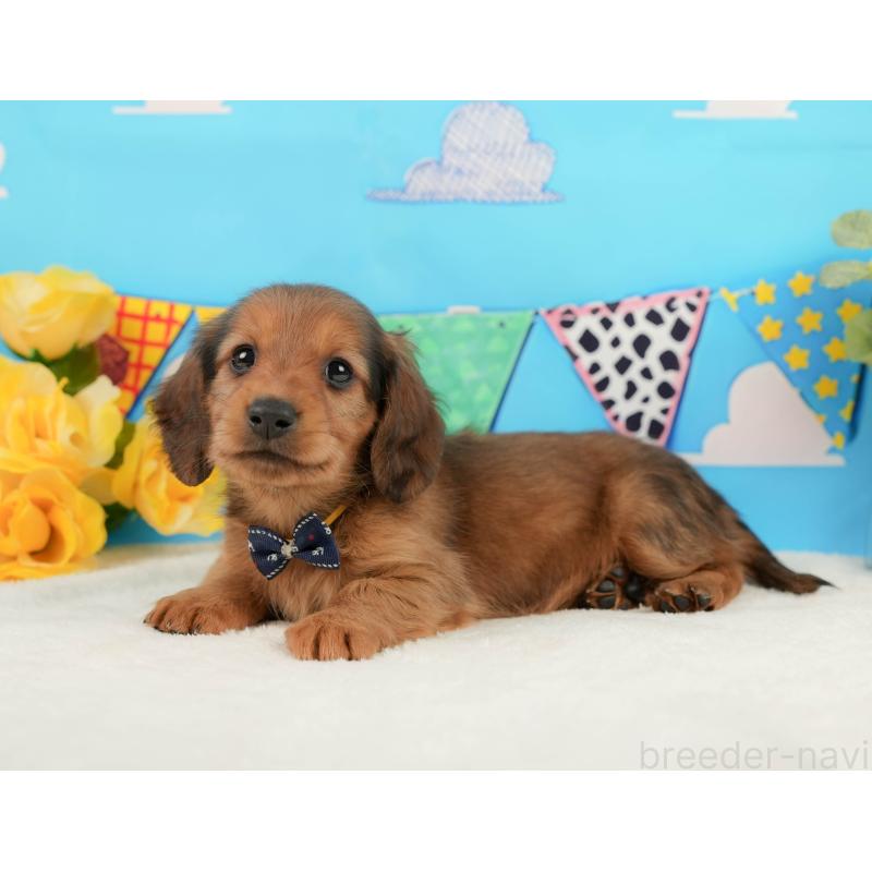 販売中の静岡県のミニチュアダックスフンド(ロングヘアード)-444669の8枚目