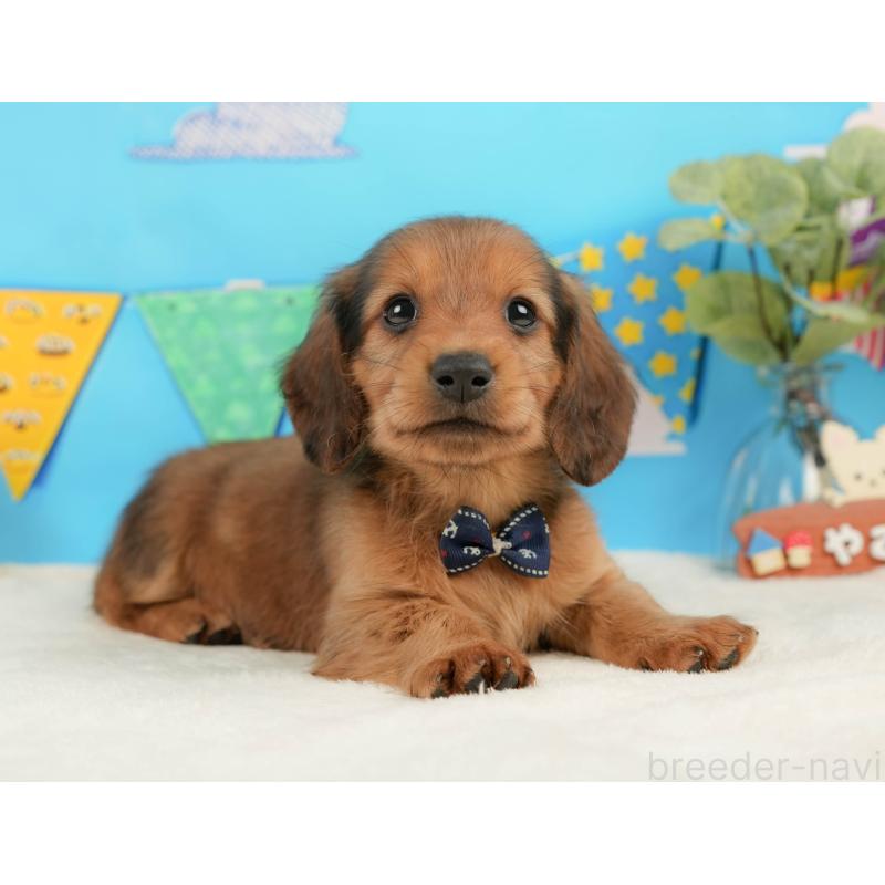 販売中の静岡県のミニチュアダックスフンド(ロングヘアード)-444669の7枚目