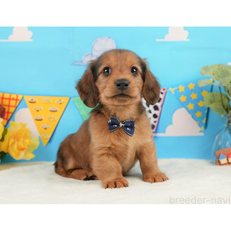 販売中の静岡県のミニチュアダックスフンド(ロングヘアード)-444669の6枚目