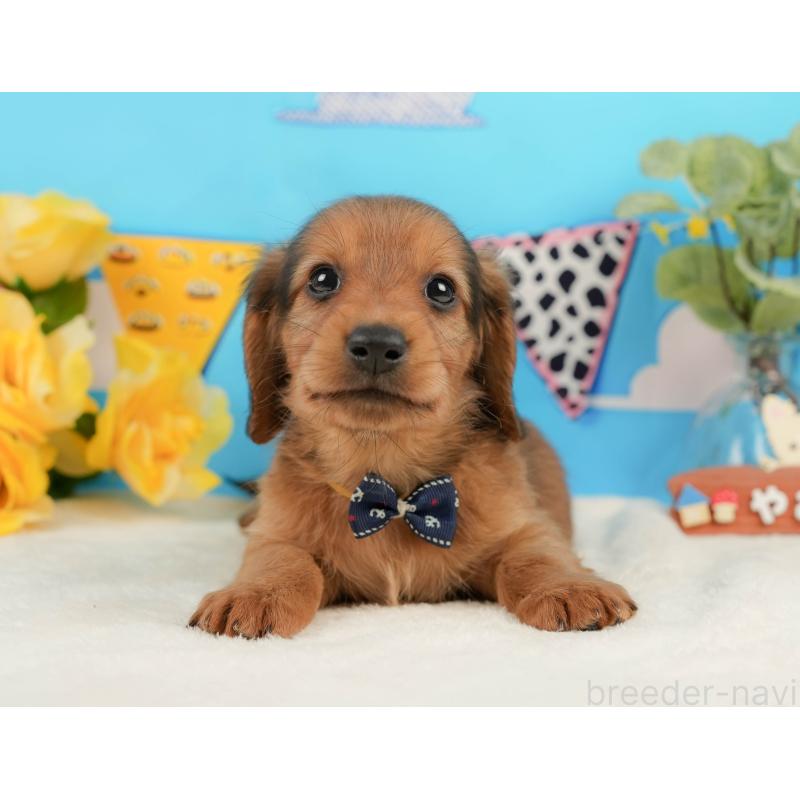 販売中の静岡県のミニチュアダックスフンド(ロングヘアード)-444669の5枚目