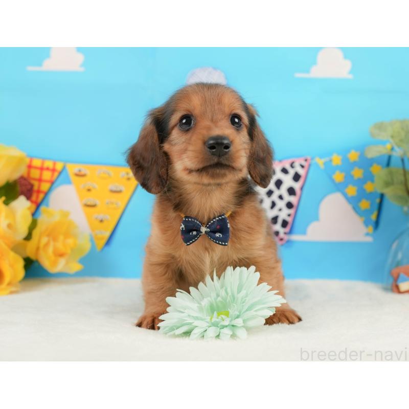 販売中の静岡県のミニチュアダックスフンド(ロングヘアード)-444669の3枚目