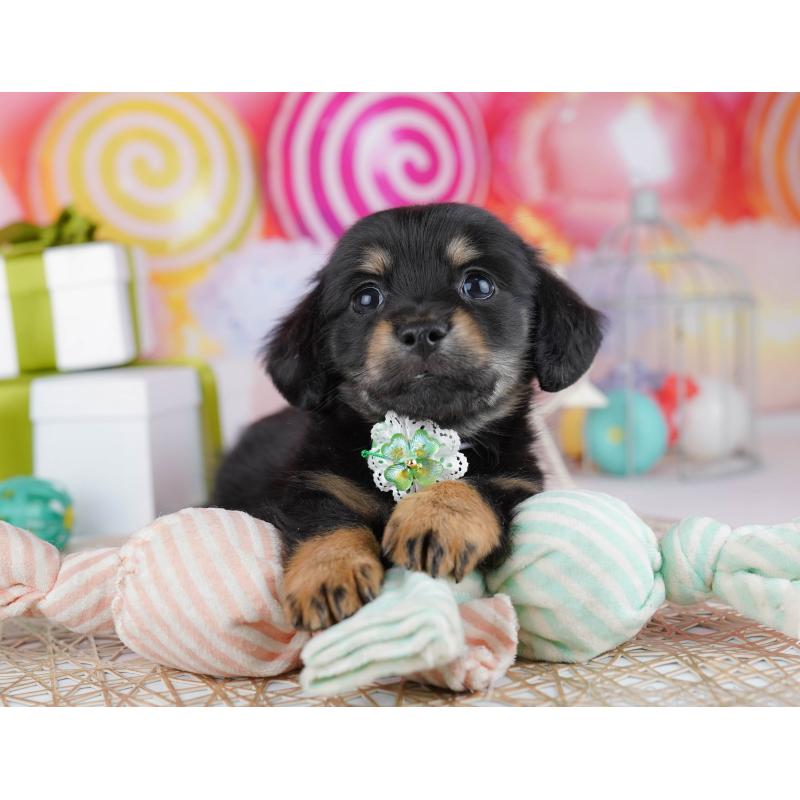 販売中の千葉県のチワックス:チワワ×ミニチュアダックスフンド-444673の4枚目