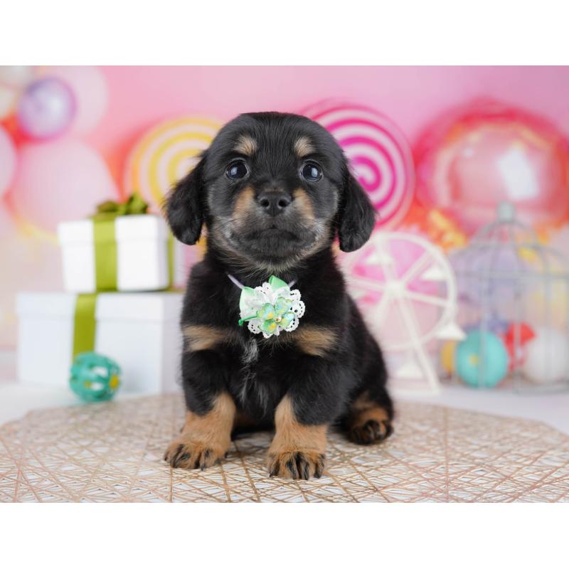 販売中の千葉県のチワックス:チワワ×ミニチュアダックスフンド-444673の3枚目