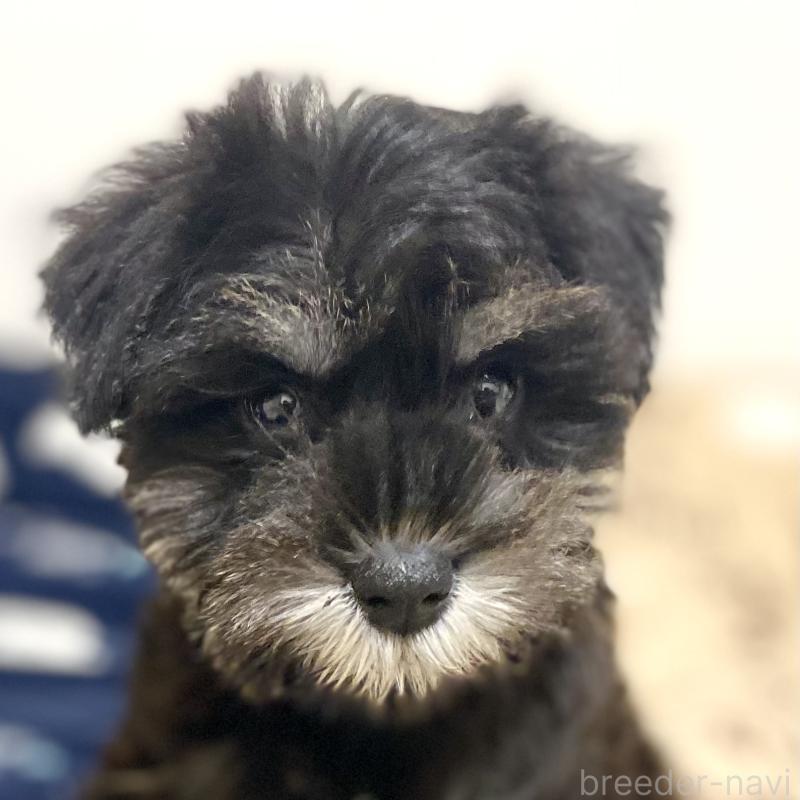 販売中の静岡県のミニチュアシュナウザー-444671の1枚目