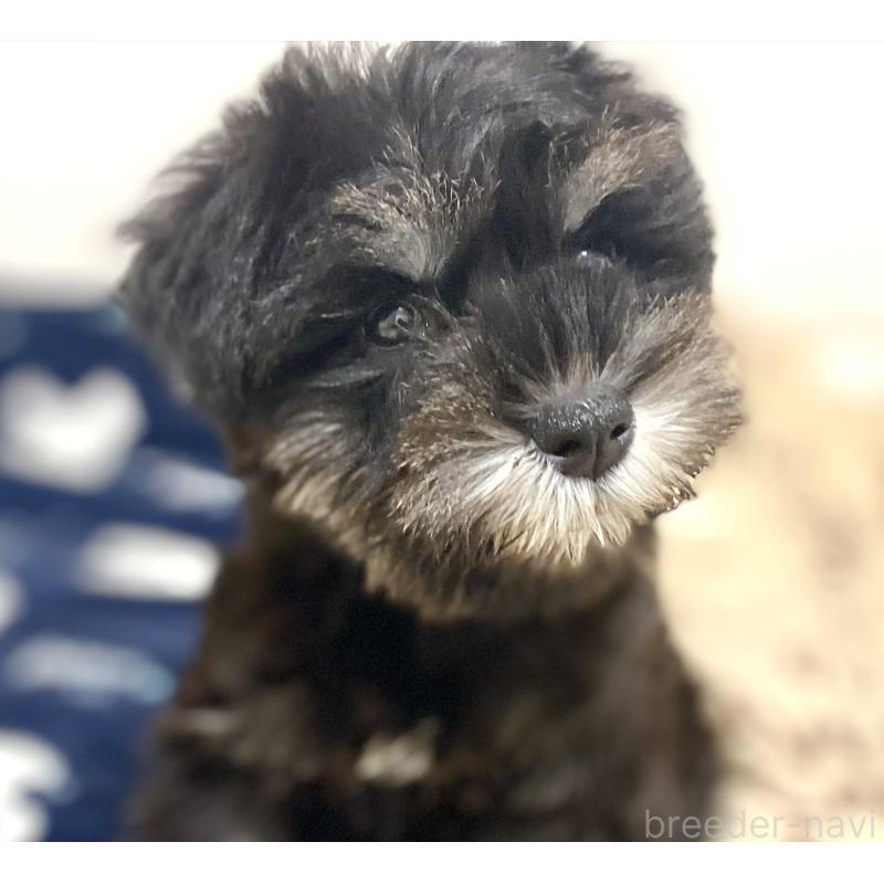 販売中の静岡県のミニチュアシュナウザー-444671の5枚目