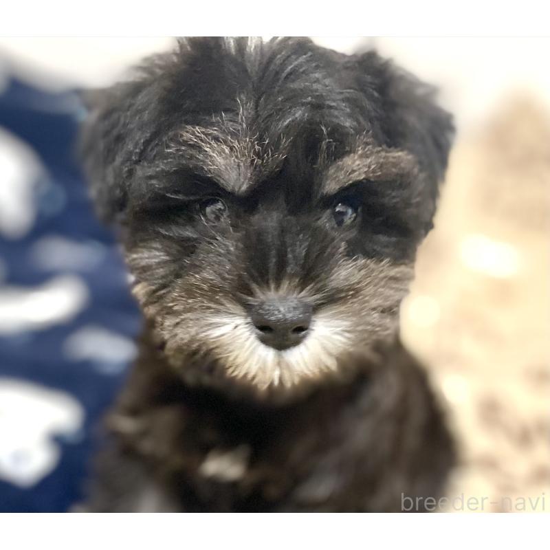 販売中の静岡県のミニチュアシュナウザー-444671の4枚目