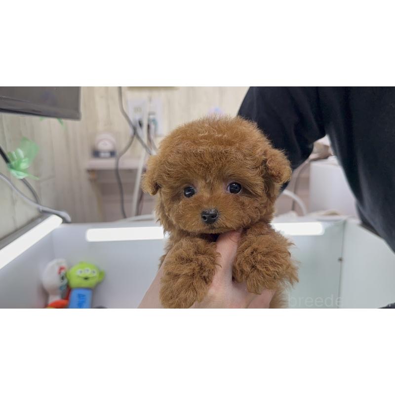 販売中の東京都のティーカッププードル-444674の4枚目