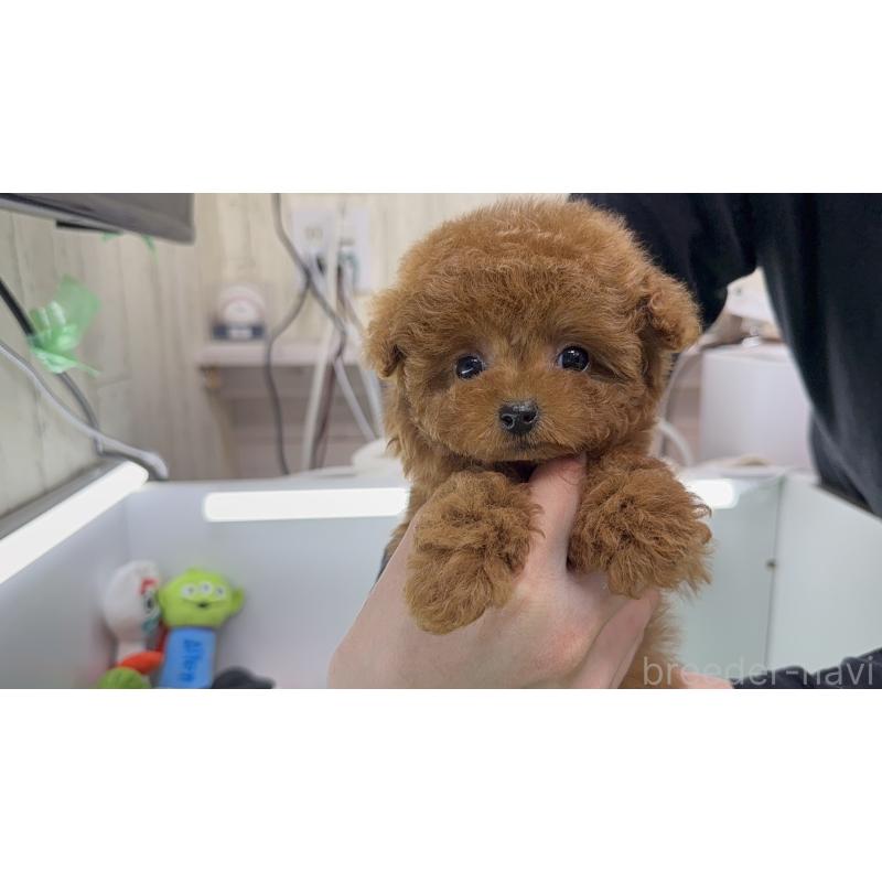 販売中の東京都のティーカッププードル-444674の2枚目