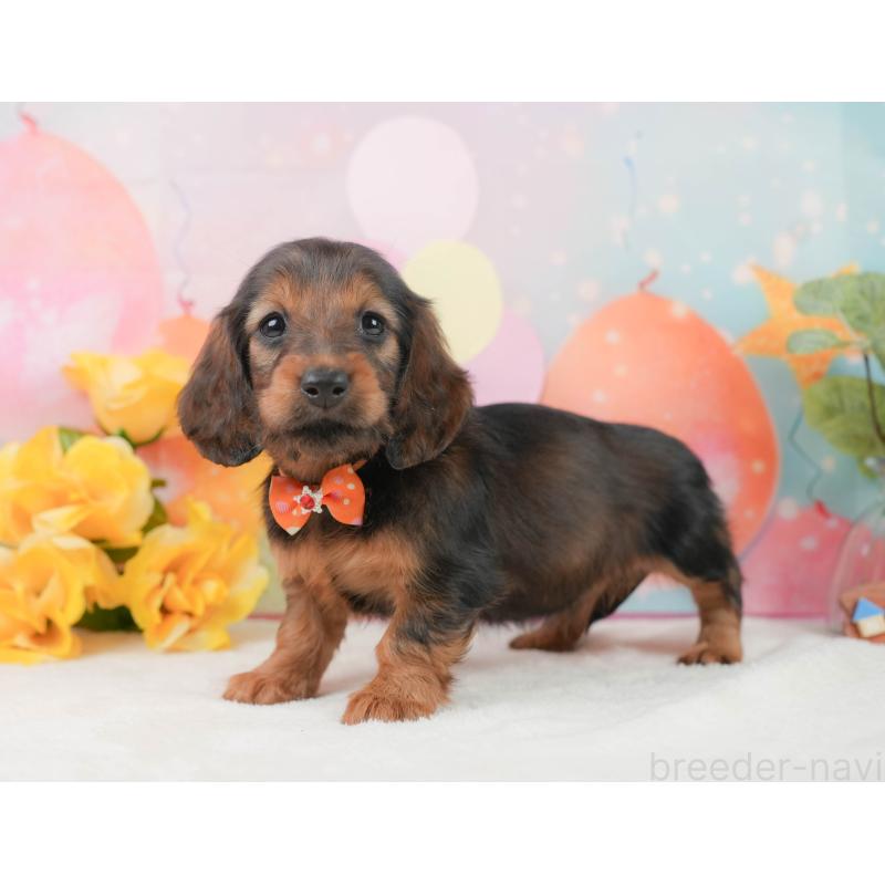 販売中の静岡県のミニチュアダックスフンド(ロングヘアード)-444672の9枚目