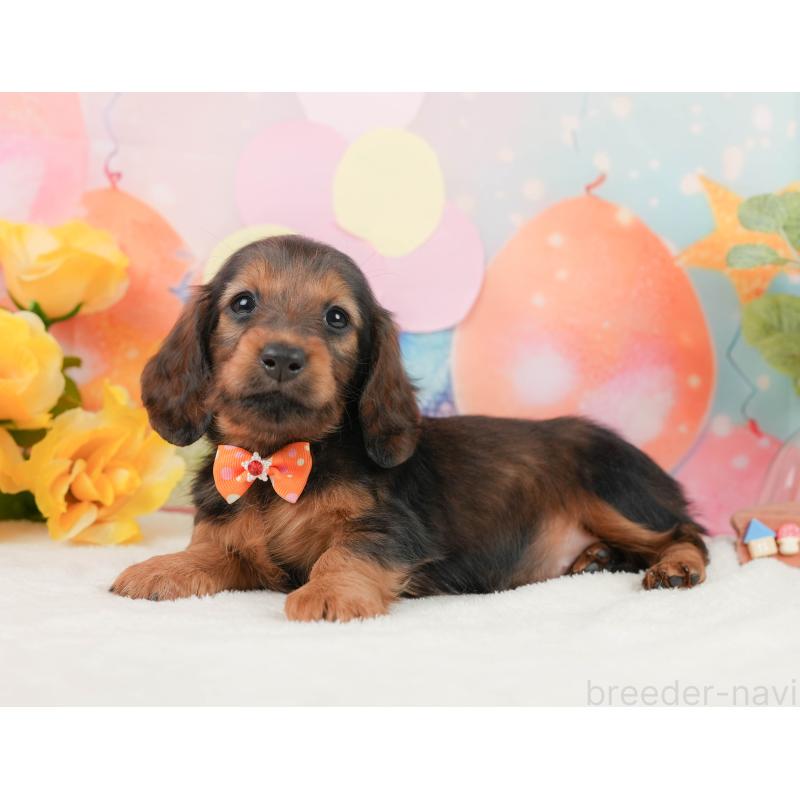 販売中の静岡県のミニチュアダックスフンド(ロングヘアード)-444672の7枚目