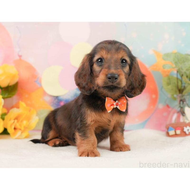 販売中の静岡県のミニチュアダックスフンド(ロングヘアード)-444672の6枚目