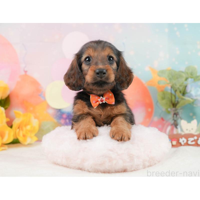 販売中の静岡県のミニチュアダックスフンド(ロングヘアード)-444672の4枚目