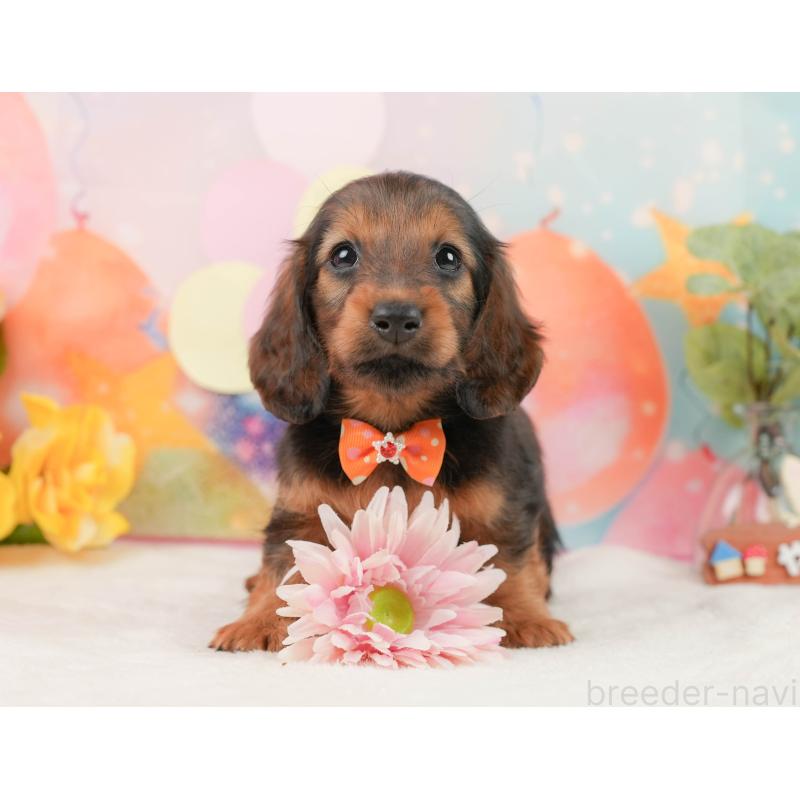 販売中の静岡県のミニチュアダックスフンド(ロングヘアード)-444672の3枚目