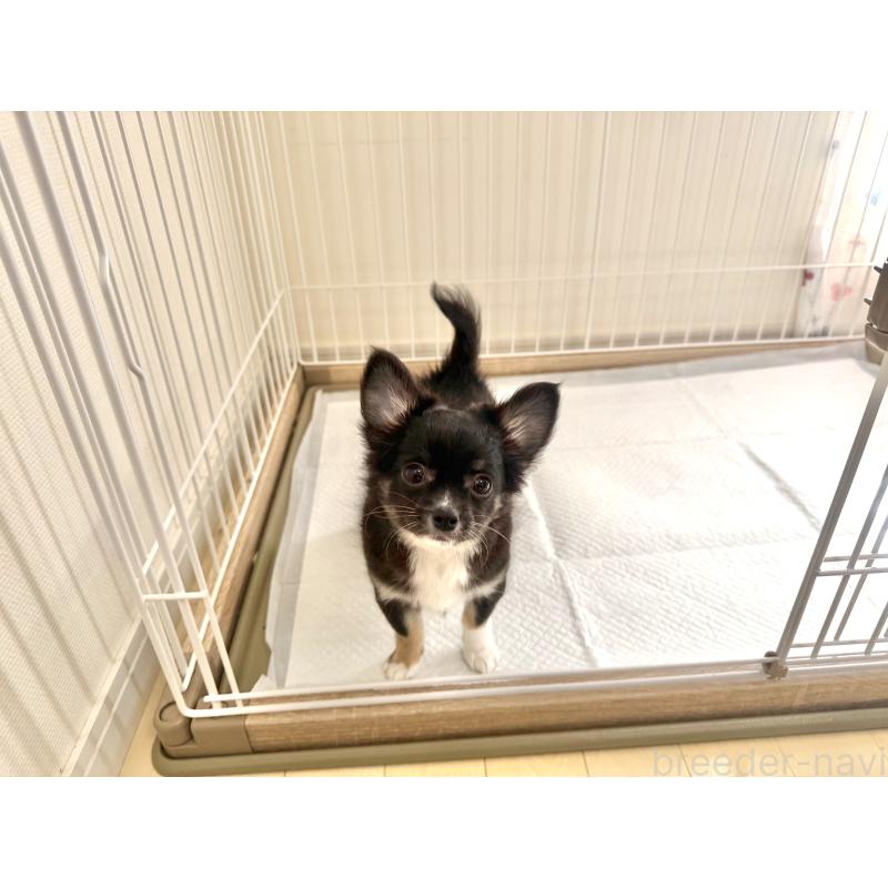 成約済の佐賀県のチワワ(ロングコート)-438662の6枚目