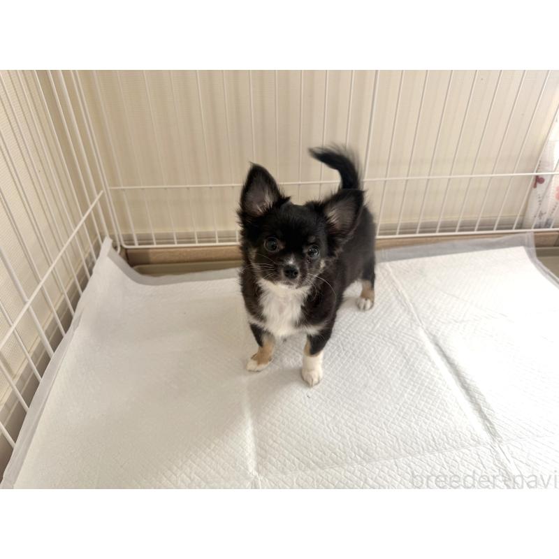 成約済の佐賀県のチワワ(ロングコート)-438662の5枚目