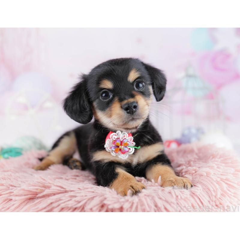 販売中の千葉県のチワックス:チワワ×ミニチュアダックスフンド-444677