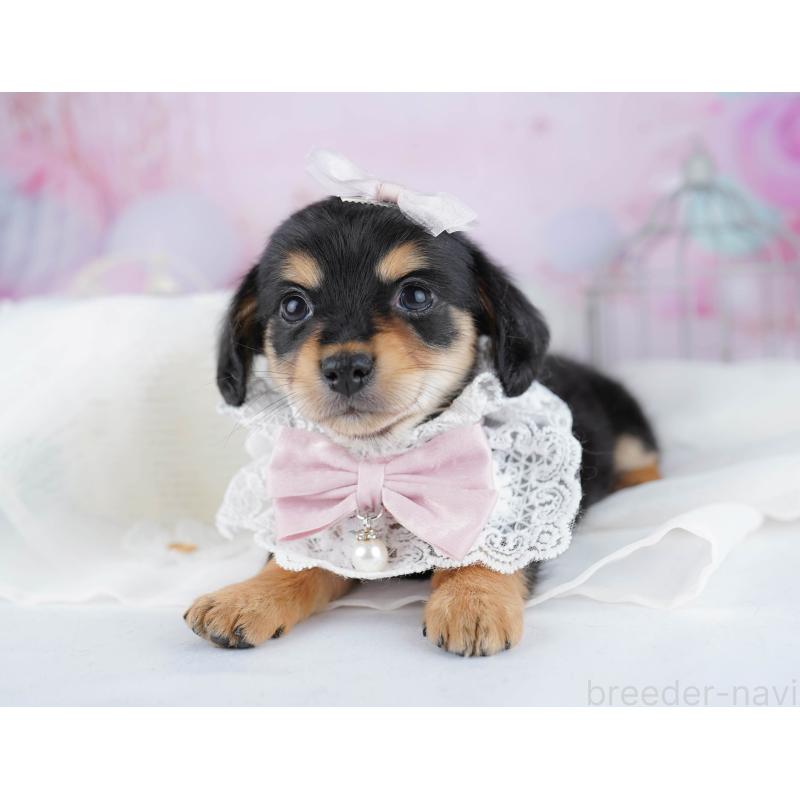 販売中の千葉県のチワックス:チワワ×ミニチュアダックスフンド-444677の4枚目