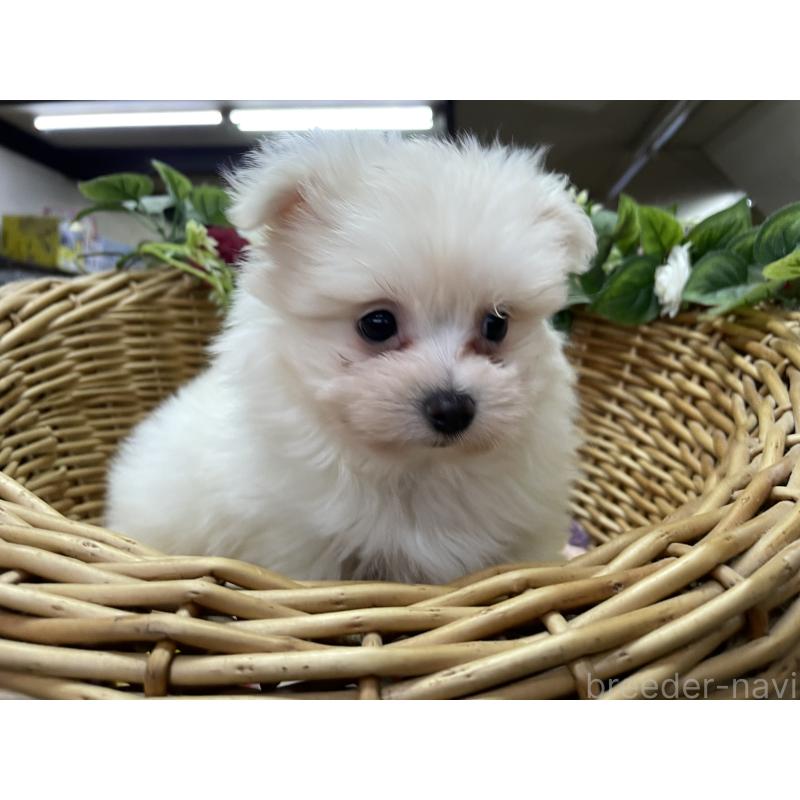 販売中の愛媛県のポメマル:ポメラニアン×マルチーズ-444686の6枚目