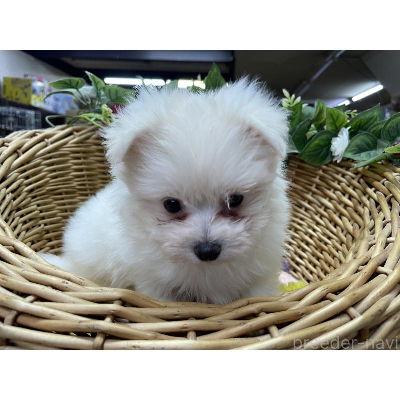 販売中の愛媛県のポメマル:ポメラニアン×マルチーズ-444686の5枚目