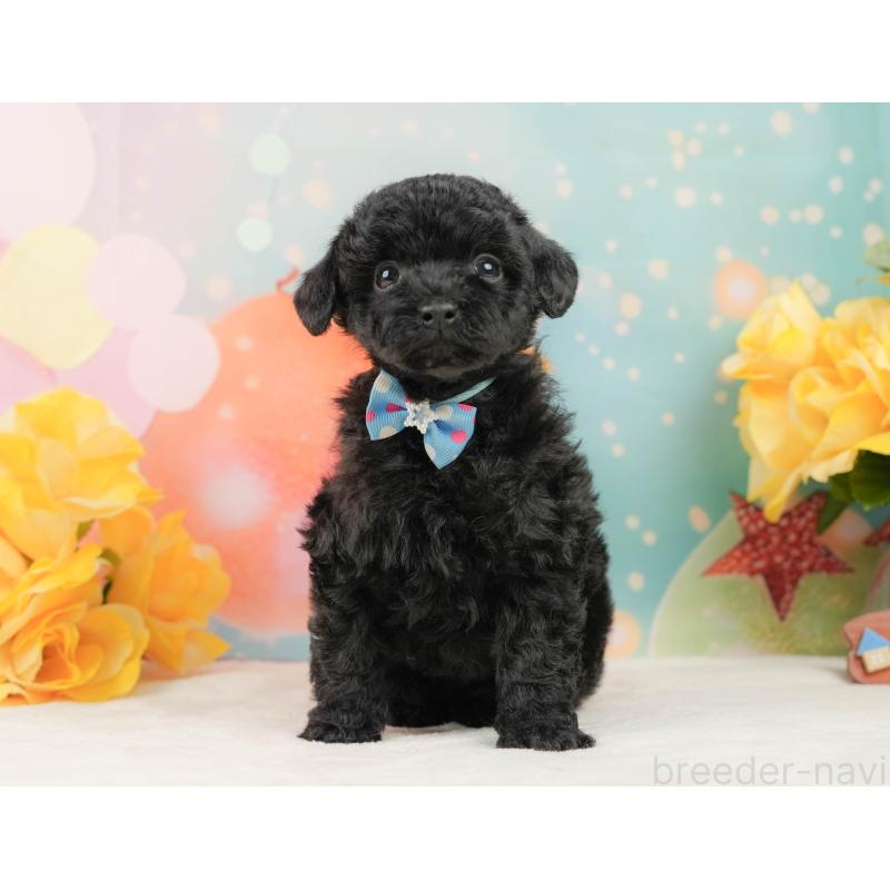 販売中の静岡県のトイプードル-444679の9枚目