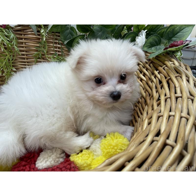 販売中の愛媛県のポメマル:ポメラニアン×マルチーズ-444686の4枚目