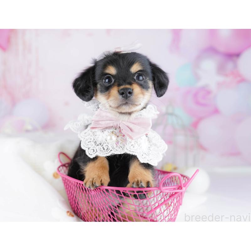 販売中の千葉県のチワックス:チワワ×ミニチュアダックスフンド-444677の3枚目