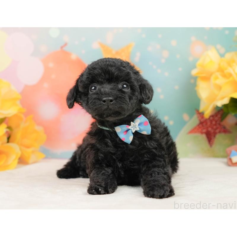 販売中の静岡県のトイプードル-444679の8枚目