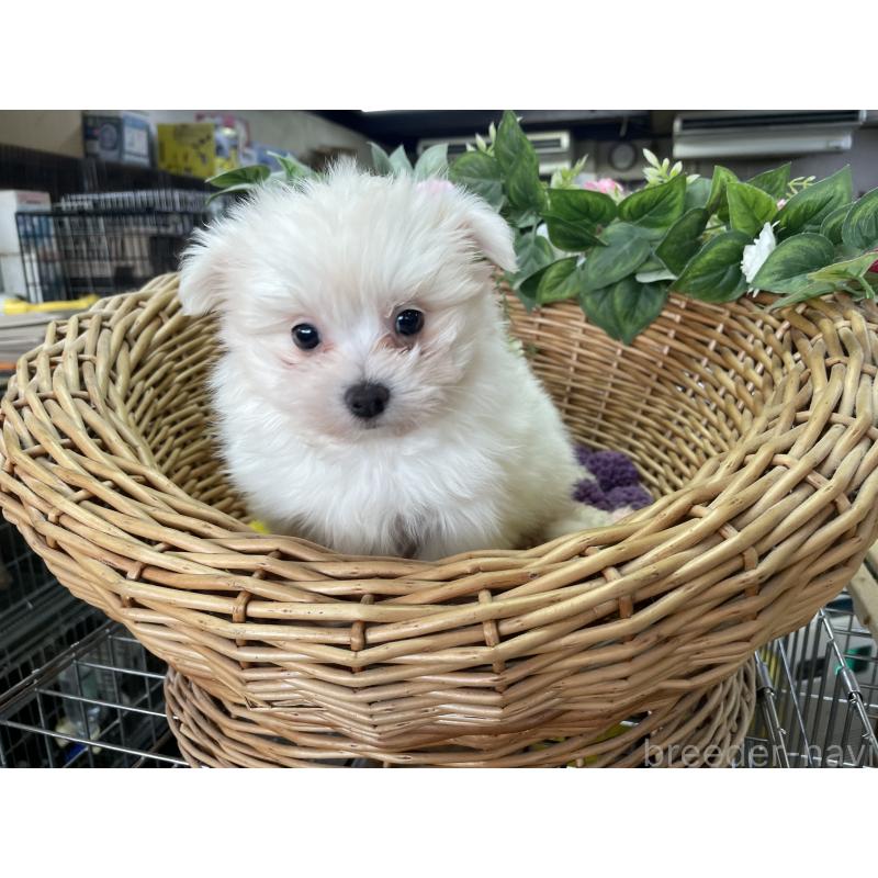 販売中の愛媛県のポメマル:ポメラニアン×マルチーズ-444686の2枚目