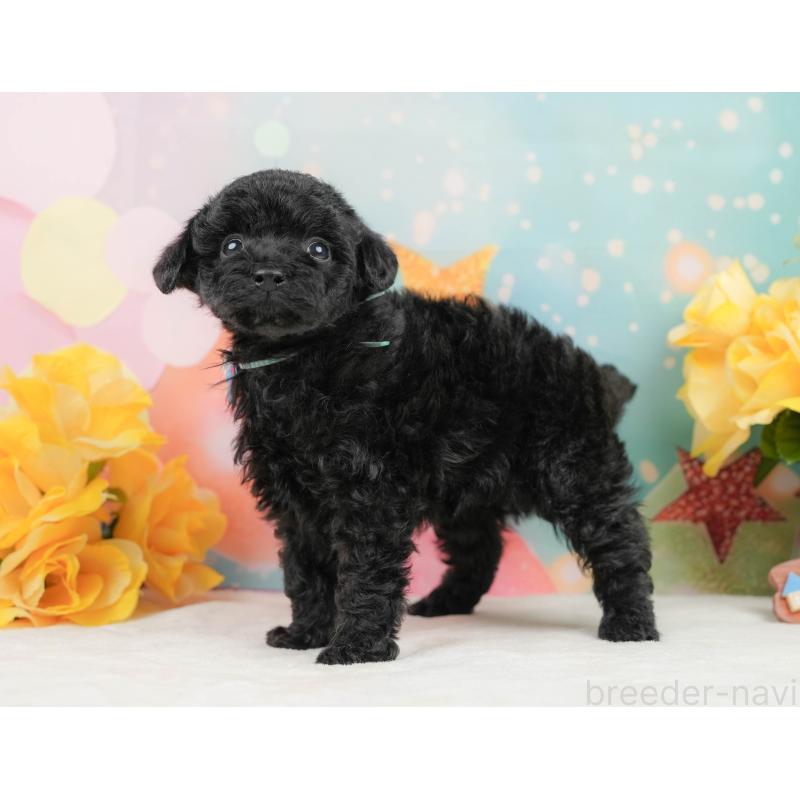 販売中の静岡県のトイプードル-444679の7枚目