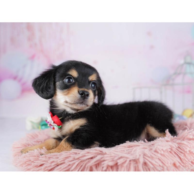 販売中の千葉県のチワックス:チワワ×ミニチュアダックスフンド-444677の2枚目