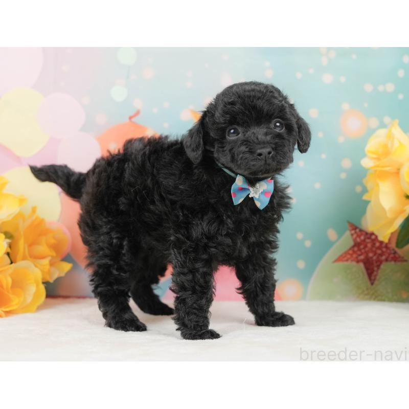 販売中の静岡県のトイプードル-444679の6枚目