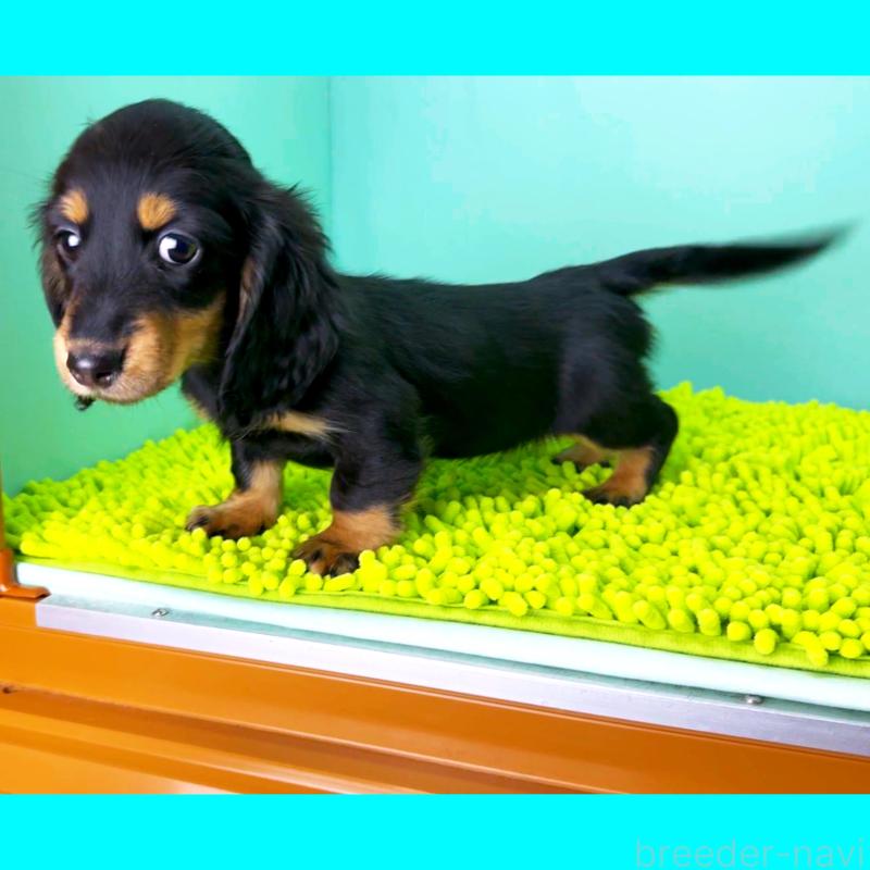 販売中の栃木県のミニチュアダックスフンド(ロングヘアード)-444676の5枚目