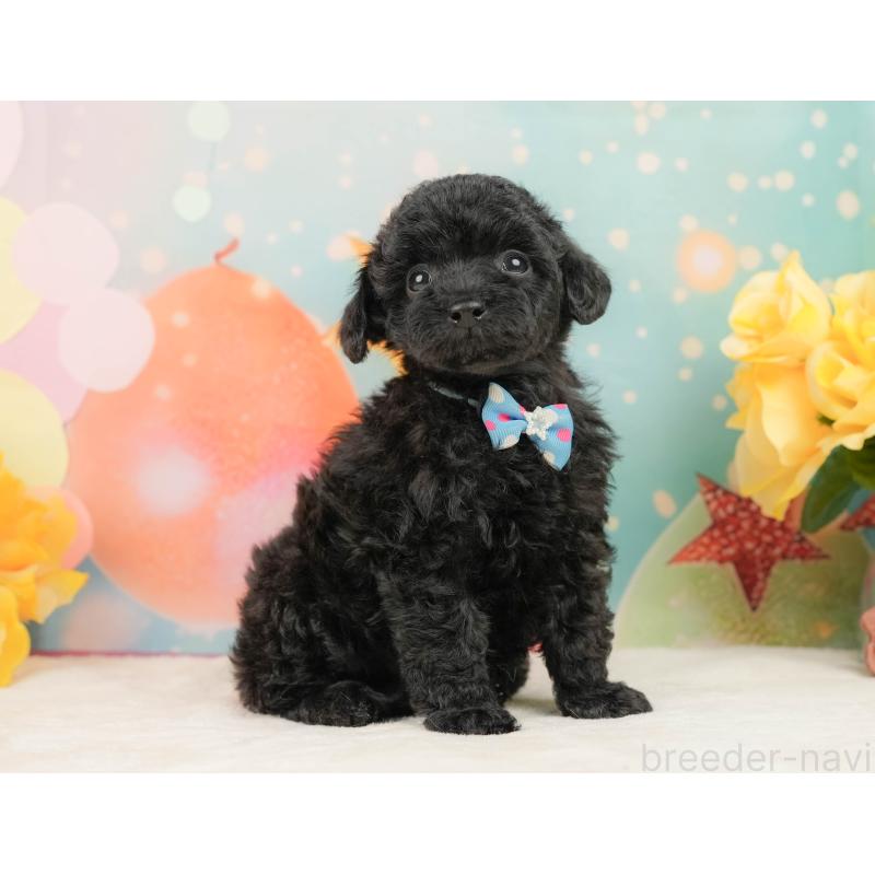 販売中の静岡県のトイプードル-444679の5枚目